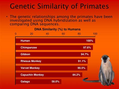are guinea pigs dna 98.7 percent similar to humans